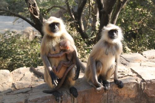 India - Monkeys