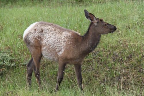Jasper - elk