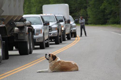 Jasper - hond in file