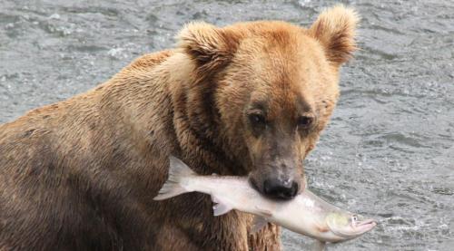Katmai - bange zalm