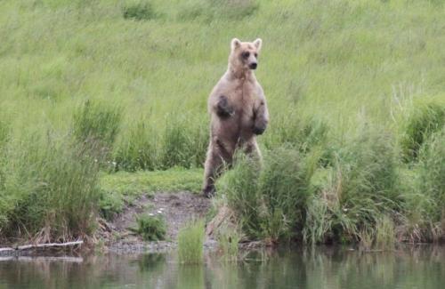 Katmai - brabanconne in berenland