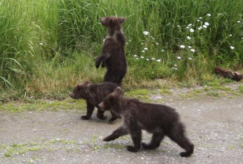Katmai - cup standing en 2