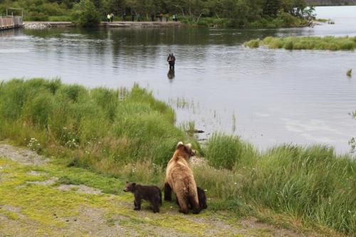 Katmai - fisherman and bear met cubs
