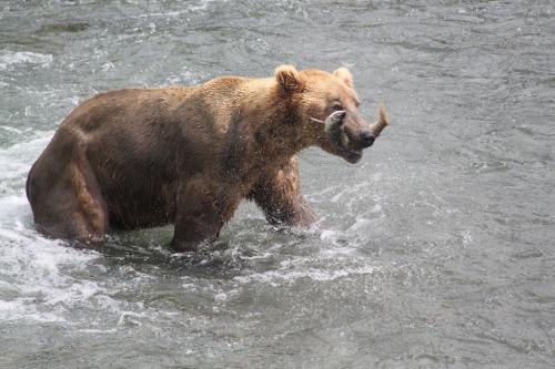 Katmai - gekrulde zalm