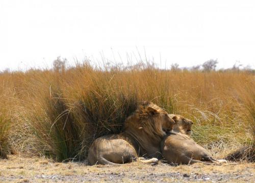 Lions couple sleeping