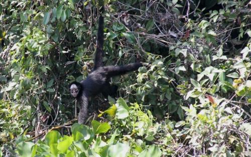Mata Grosso - Spider Monkey