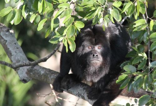 Mato Grosso - Black Howler