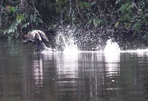 Mato Grosso - Black diving birds