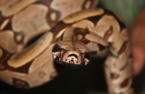 Mato Grosso - Boa constrictor