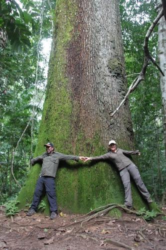 Mato Grosso - Brazilian Nuts tree