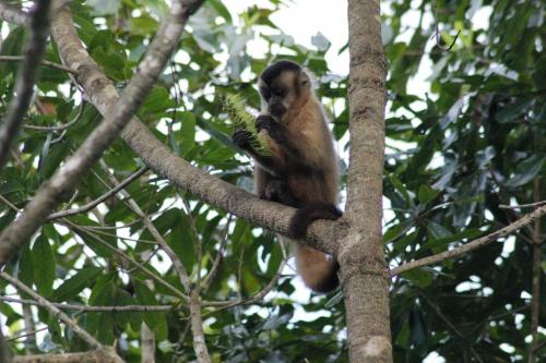 Mato Grosso - Brown Capuchin