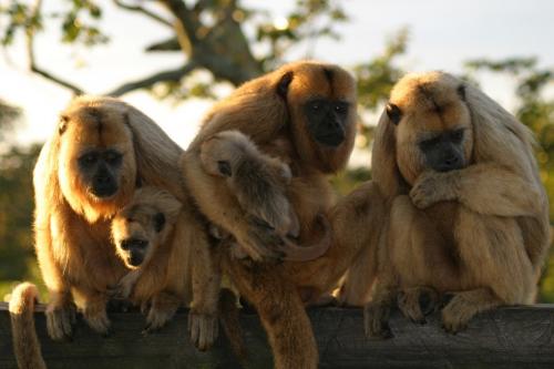 Mato Grosso - Brown Howler Monkey