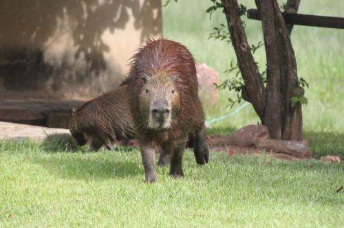 Mato Grosso - Capivara