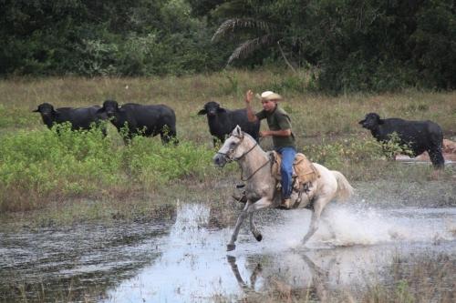 Mato Grosso - Cowboy