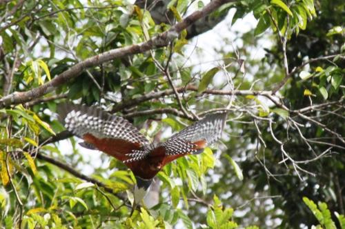 Mato Grosso - Flying Bird