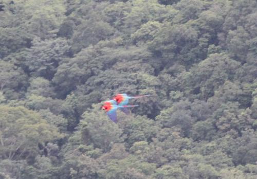 Mato Grosso - Flying Macaw