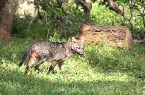 Mato Grosso - Fox