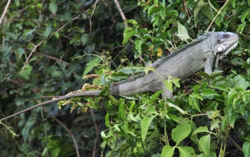Mato Grosso - Iguana