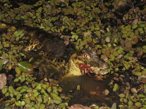Mato Grosso - Kaaiman & crab