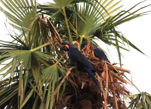 Mato Grosso - Macaw araras