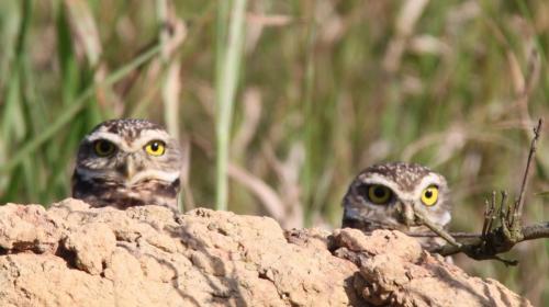 Mato Grosso - Owl