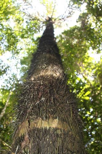 Mato Grosso - Palm tree Amazone