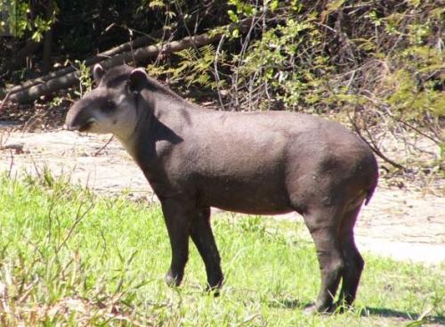 Mato Grosso - Tapir