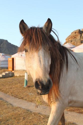 Mongolia - Paard close up