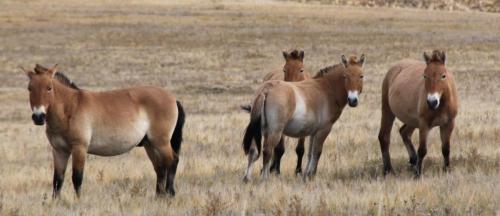 Mongolia - Przewalski horses