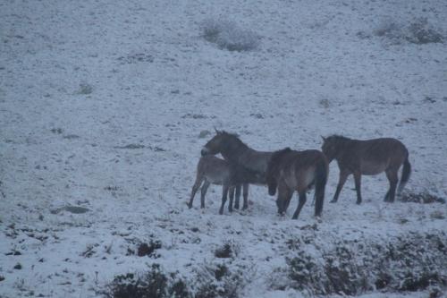Mongolia - Takhi in sneeuw