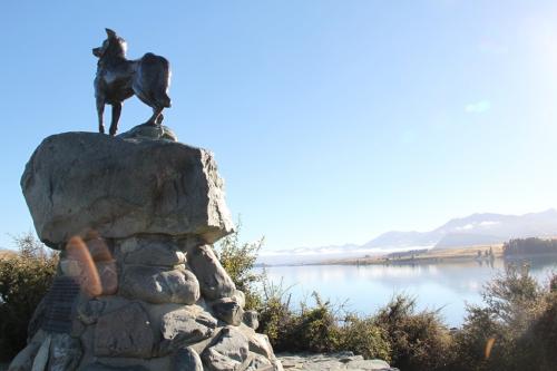 NZ - Lake Tekapo collies
