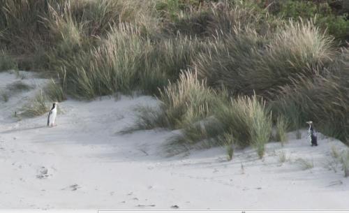 NZ - geelogige pinguin in conversatie