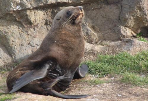 NZ - zeehond