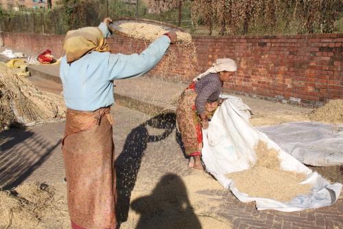 Nepal - Rijst drogen