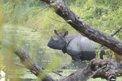 Nepal - Rivier met Rhino
