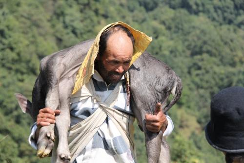 Nepal - kalf naar slachtbank