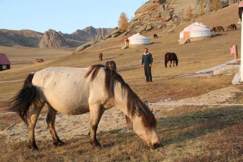 Nomaden - Grazende paarden