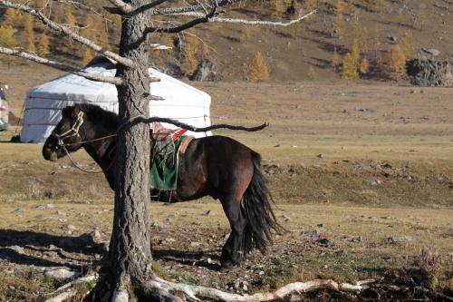 Nomaden - Paard & ger tent