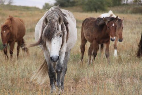 Nomaden - Paarden close up