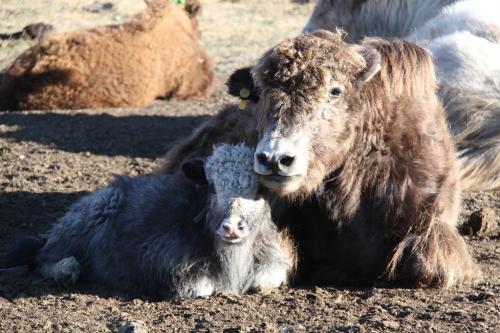 Nomaden - Yak & kalf