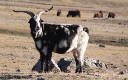 Nomaden - Zwartwit geit