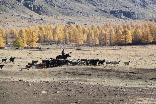 Nomaden - herder en schapen & geiten