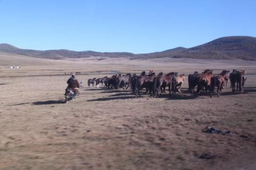 Nomaden - herder op moto