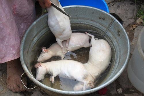 Peru - Guinea pig tijdens