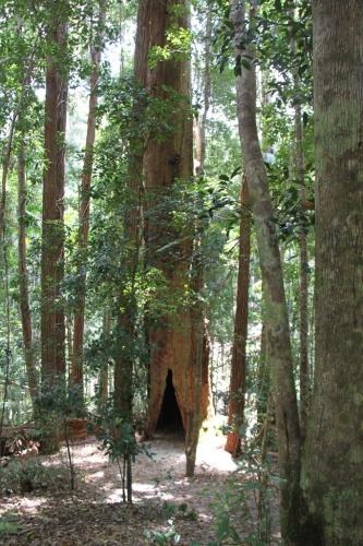 QLD - Fraser rainforest central station