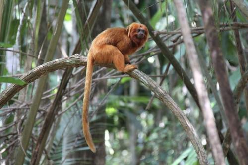 Rio - Golden lion on tree