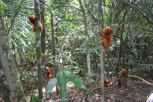 Rio - Group Golden Lions