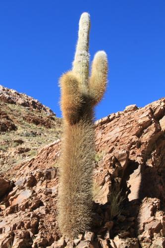 Salta - Cactusvinger
