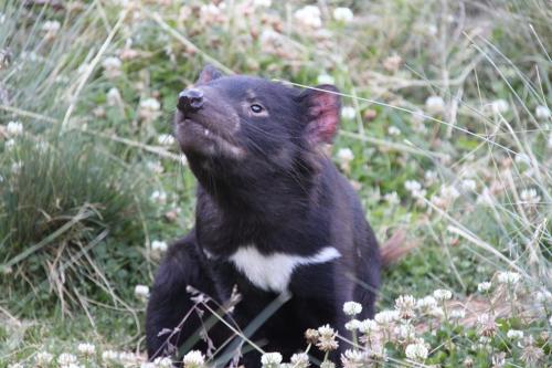 TAs - Tasmanian devil