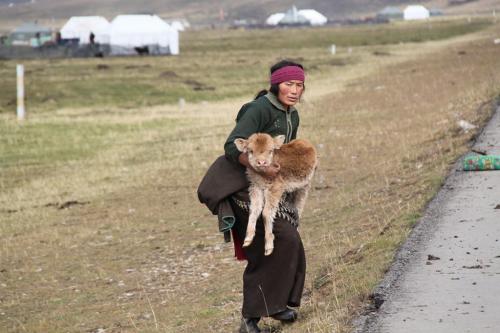 Tibet - vrouw met kalf